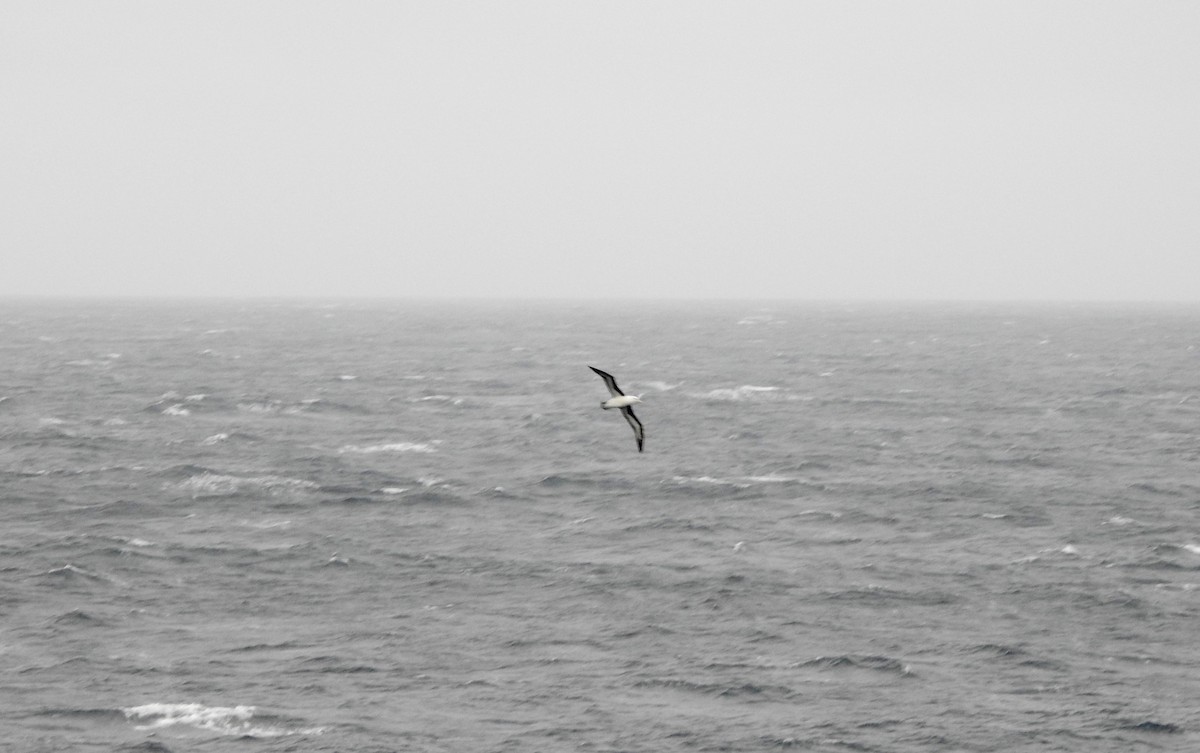 マユグロアホウドリ - ML647751684