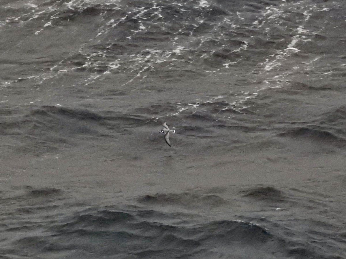 アオミズナギドリ - ML647751687