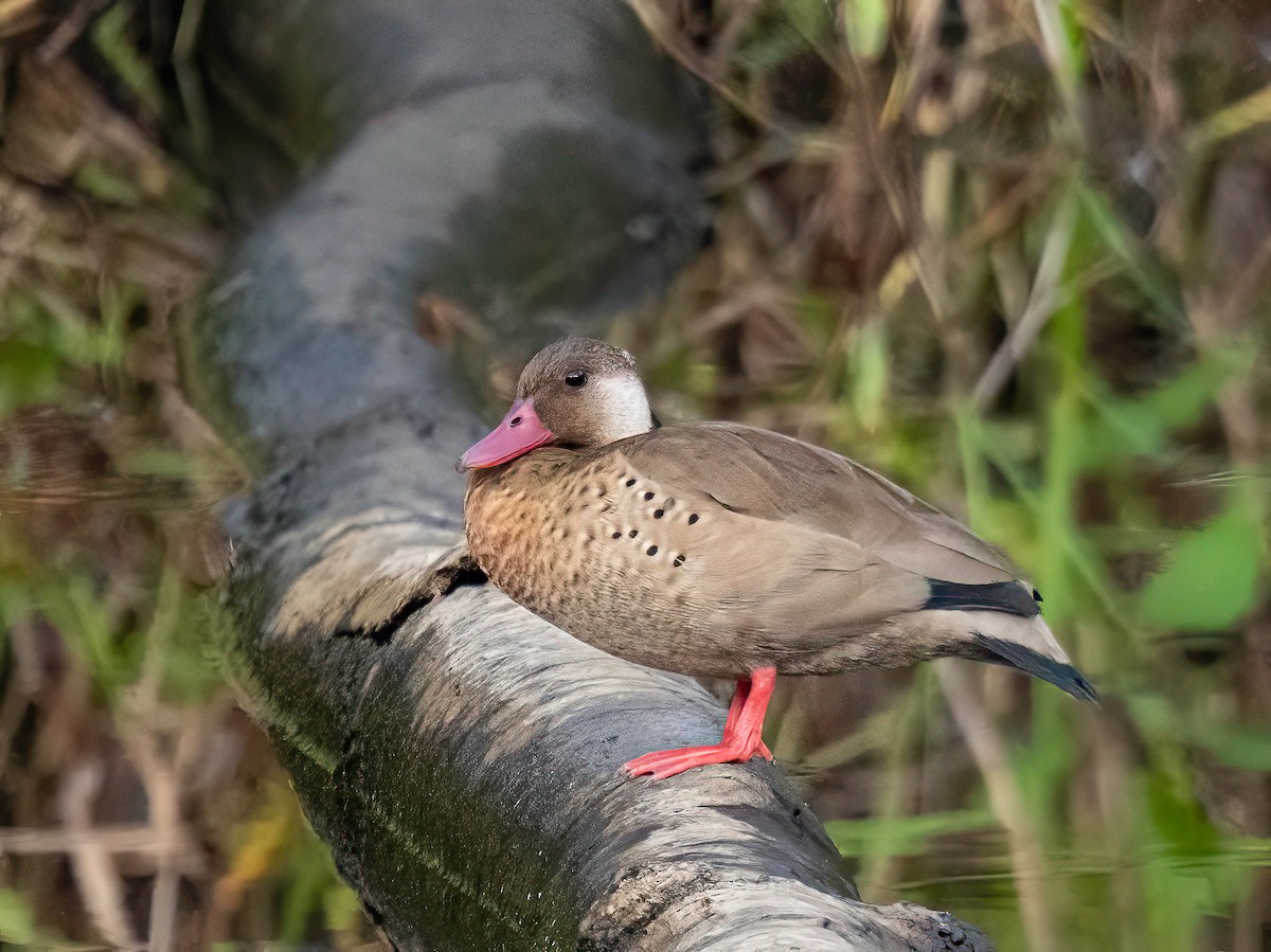 Brazilian Teal - ML647751692