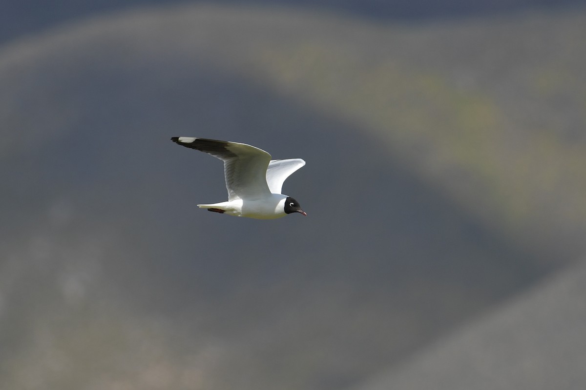 Mouette des Andes - ML647751698