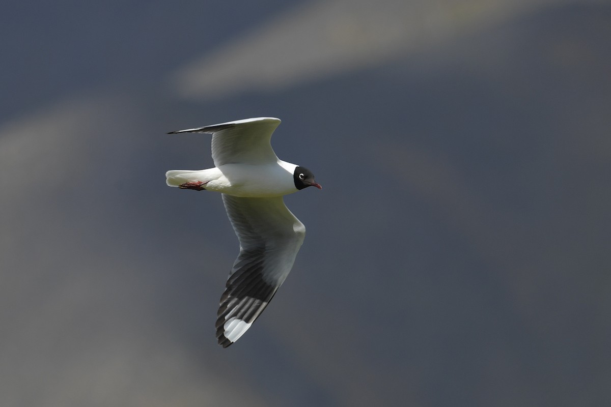 Mouette des Andes - ML647751699