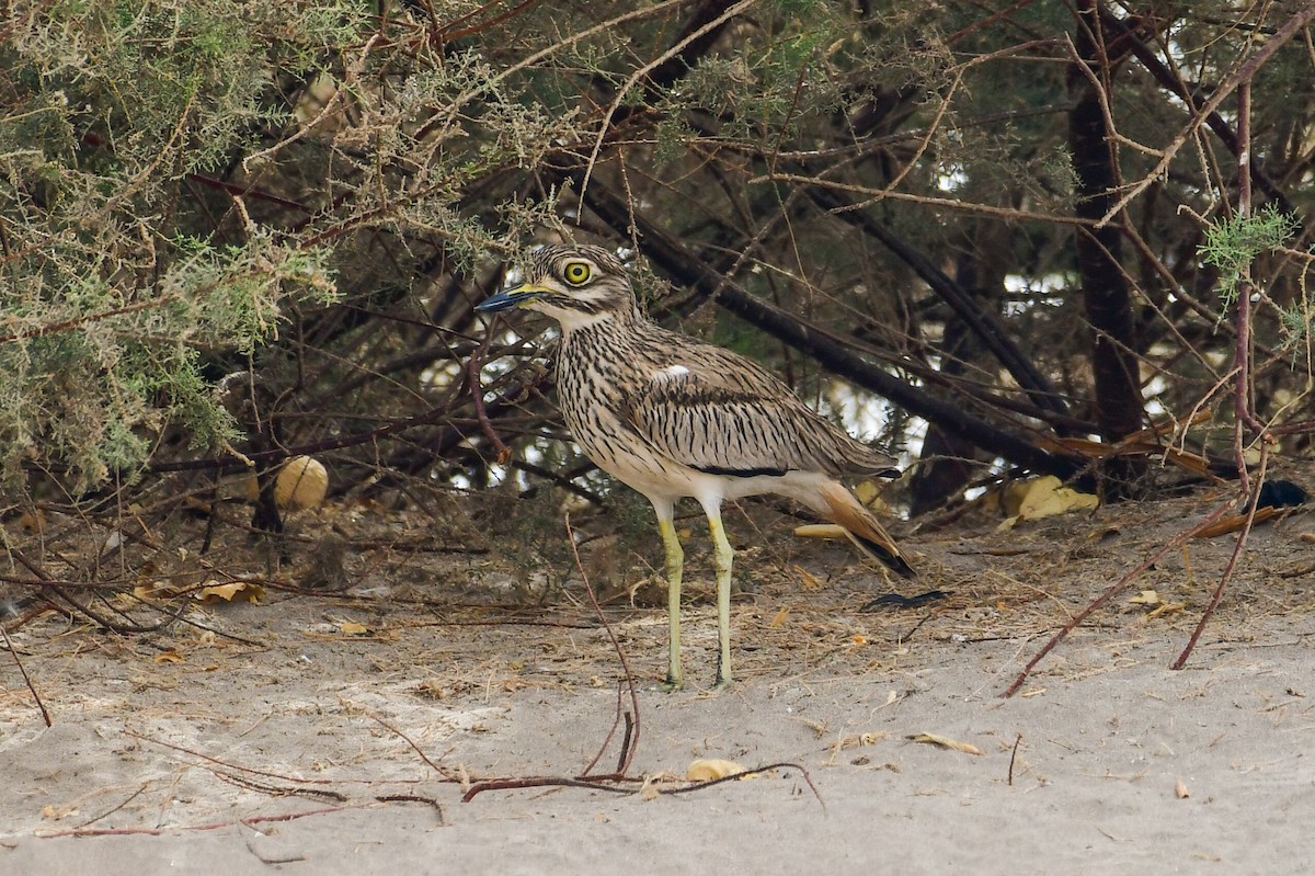 Senegal Thick-knee - ML647751700