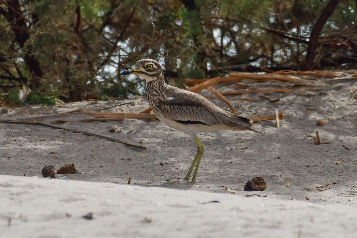 Senegal Thick-knee - ML647751728