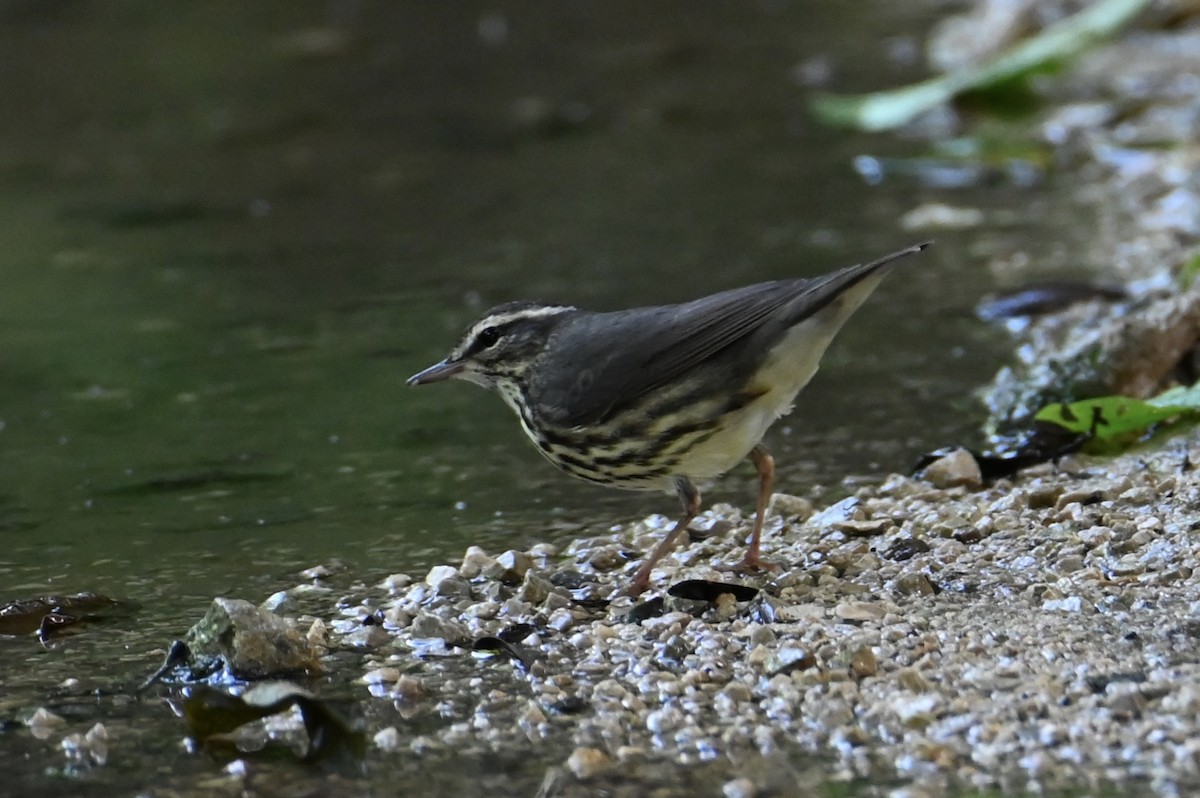 Louisiana Waterthrush - ML647751756
