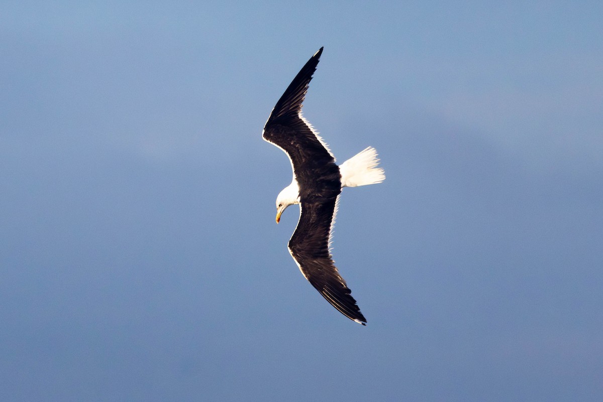 Lesser Black-backed Gull - ML647751762