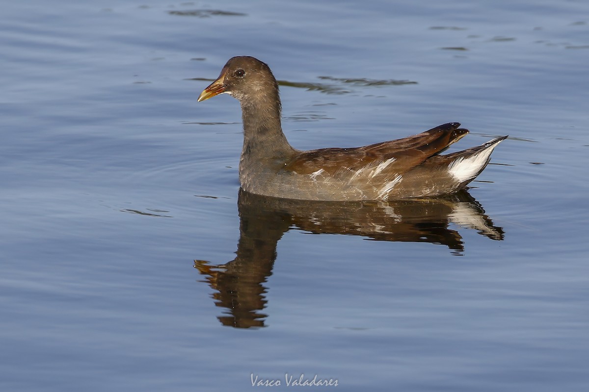 Курочка латиноамериканська - ML647751771