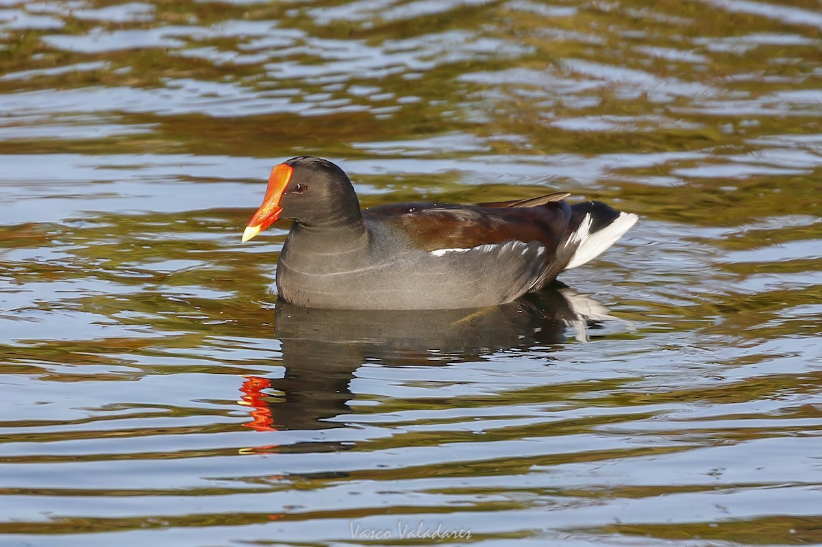 Курочка латиноамериканська - ML647751785