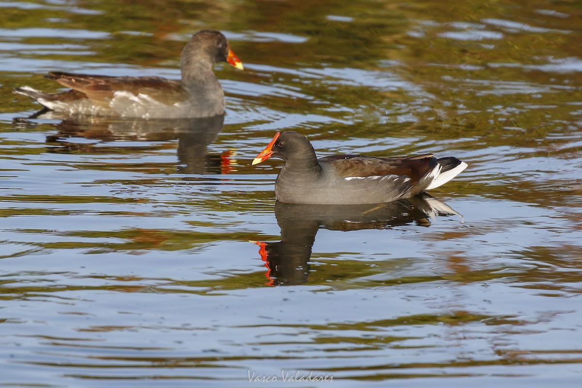 Курочка латиноамериканська - ML647751786