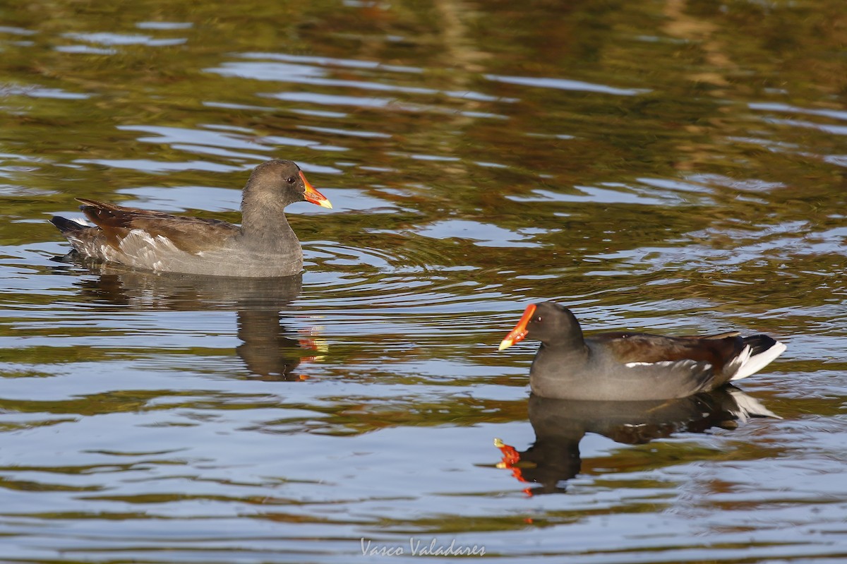 Курочка латиноамериканська - ML647751787