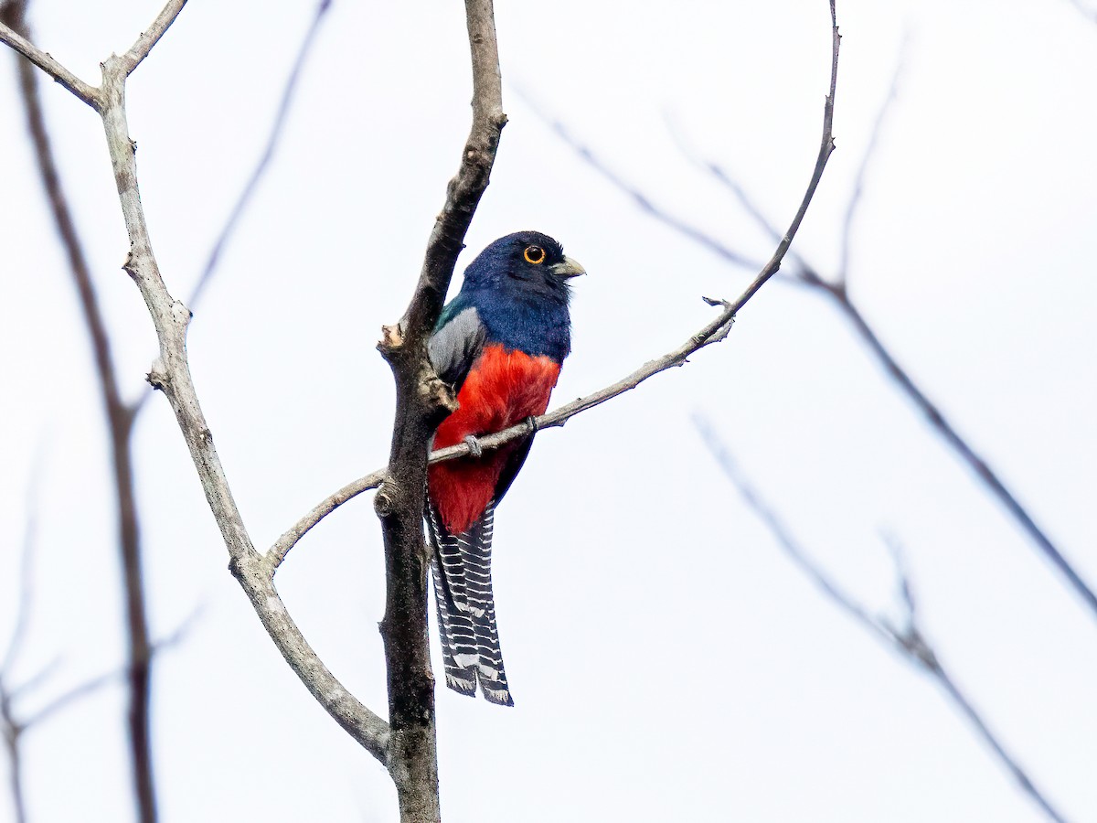 Blue-crowned Trogon - ML647751788