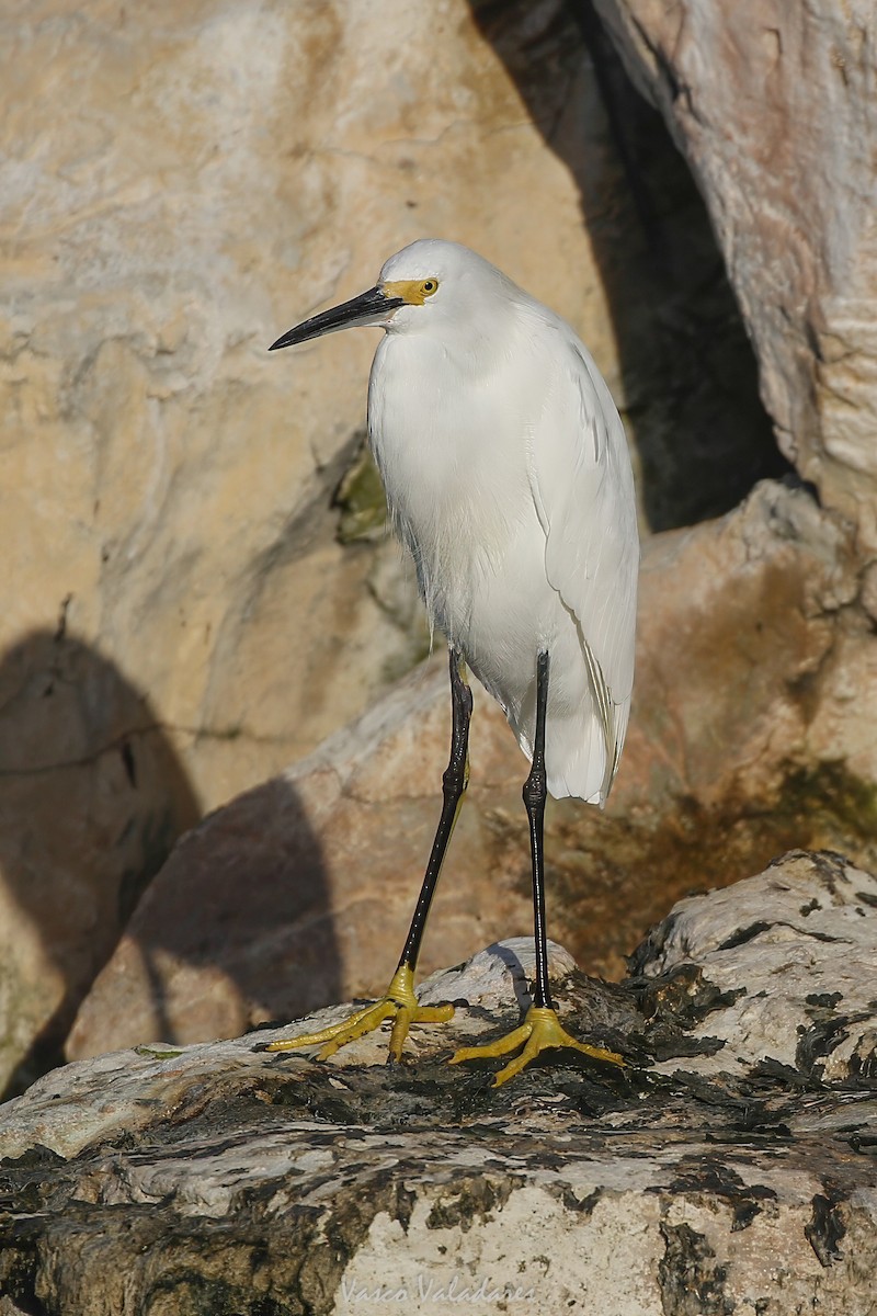 ユキコサギ - ML647751793