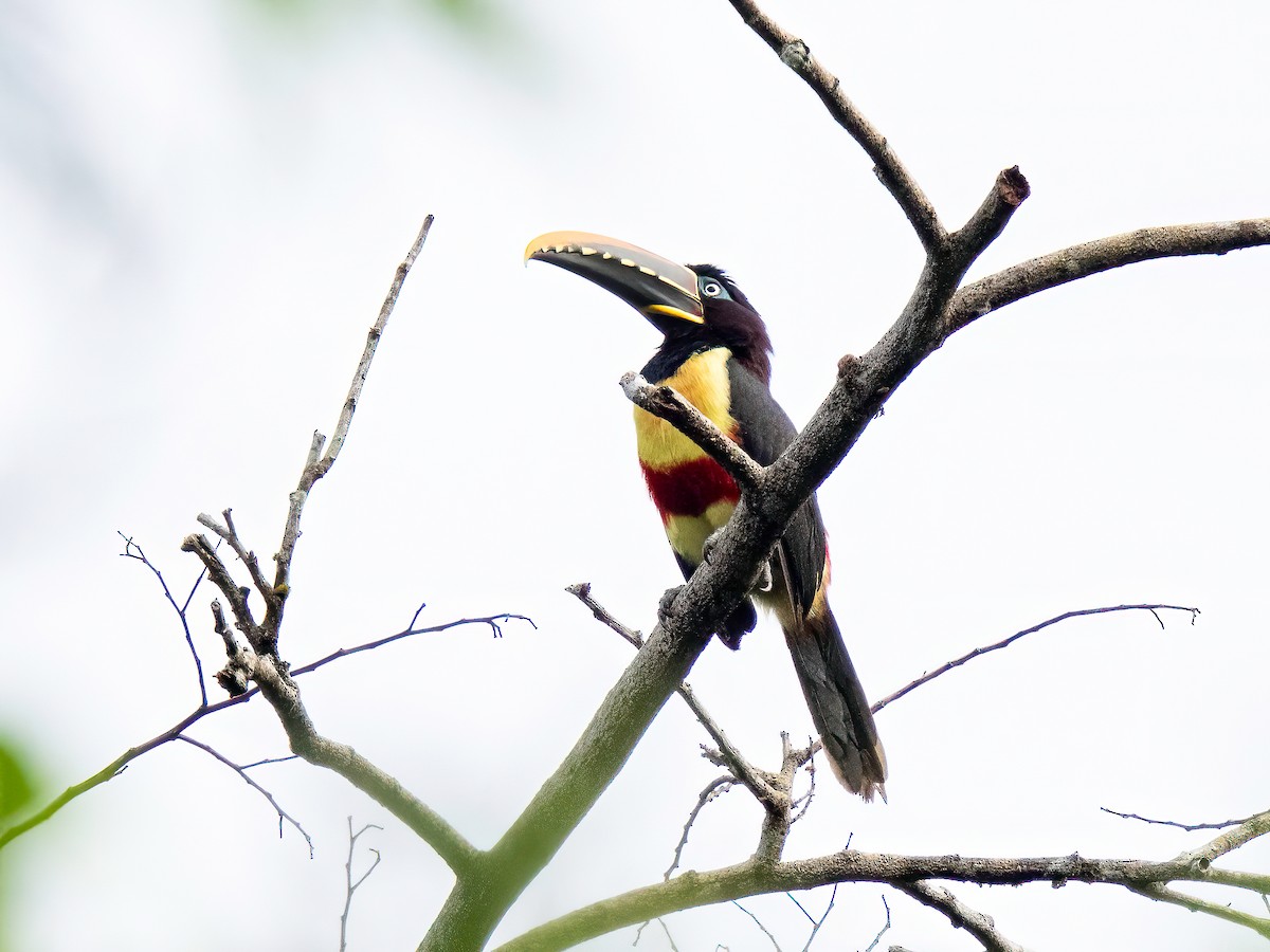 チャミミチュウハシ - ML647751794