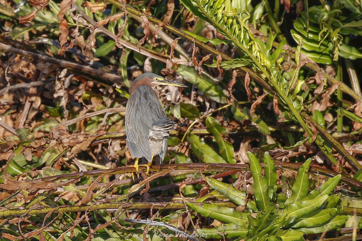 アメリカササゴイ - ML647751795