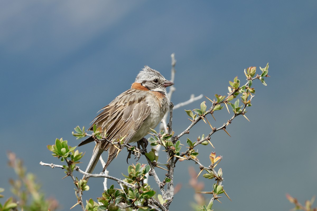 アカエリシトド - ML647751796