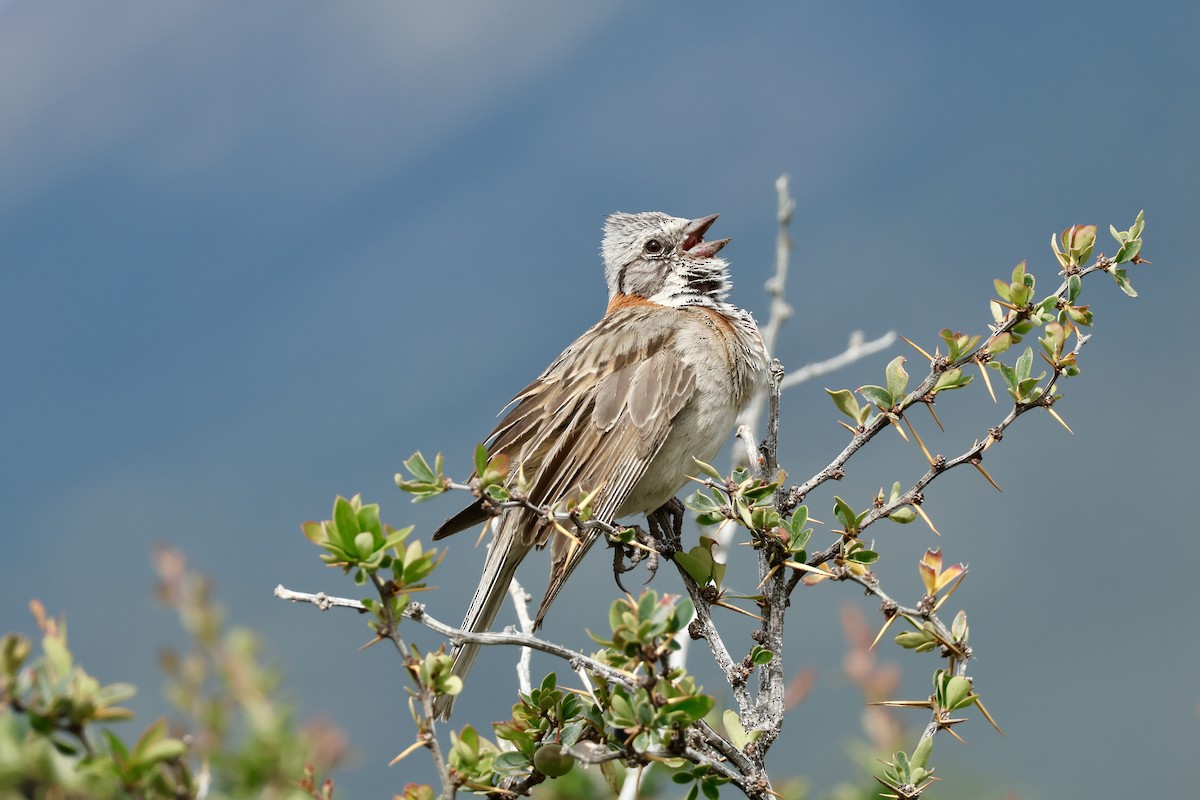 アカエリシトド - ML647751797