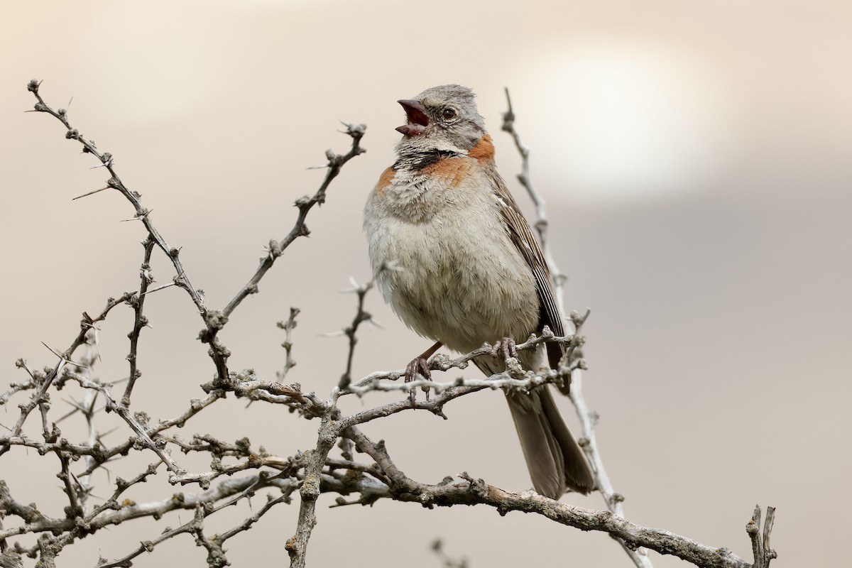 アカエリシトド - ML647751798