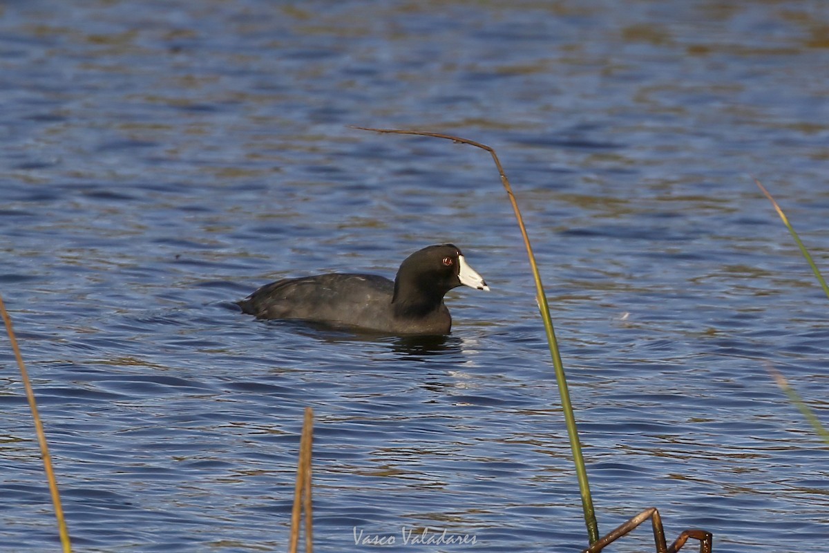 アメリカオオバン - ML647751801