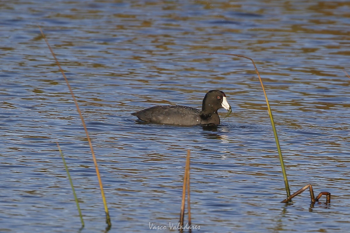 アメリカオオバン - ML647751802