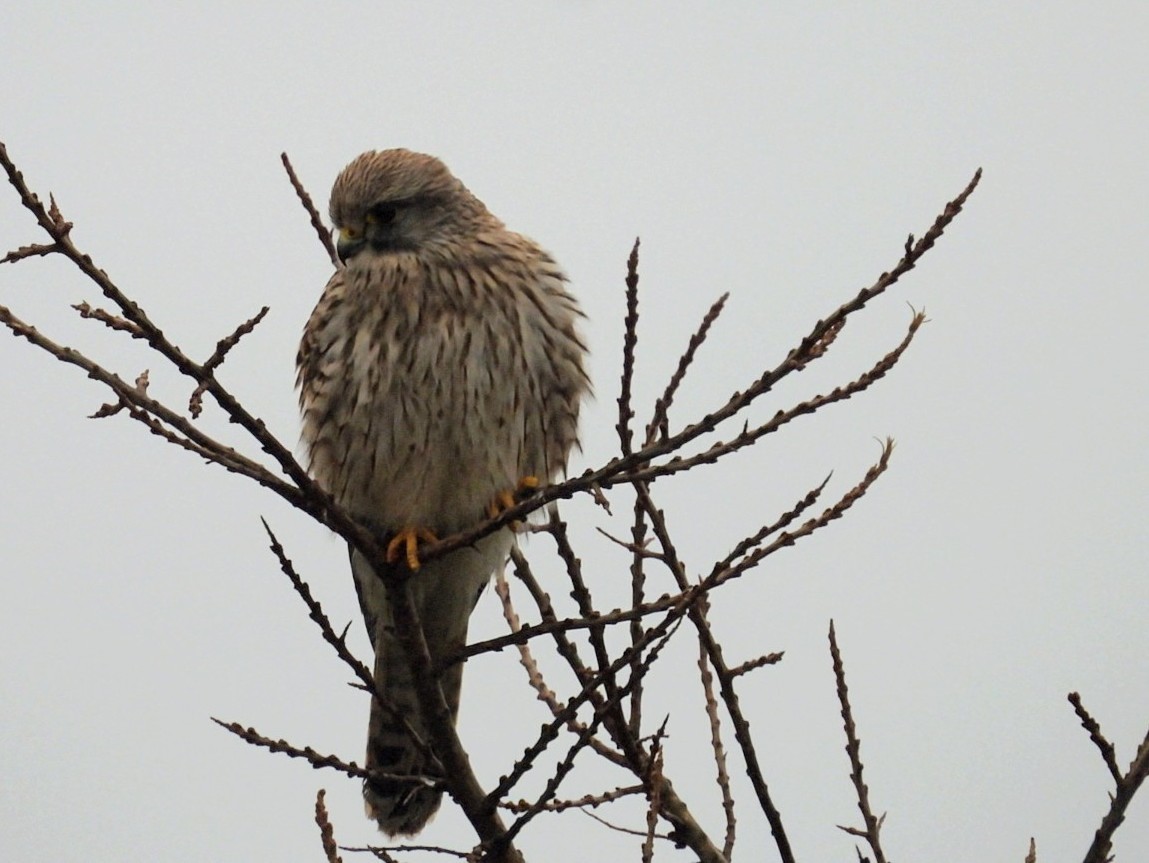 チョウゲンボウ - ML647751803