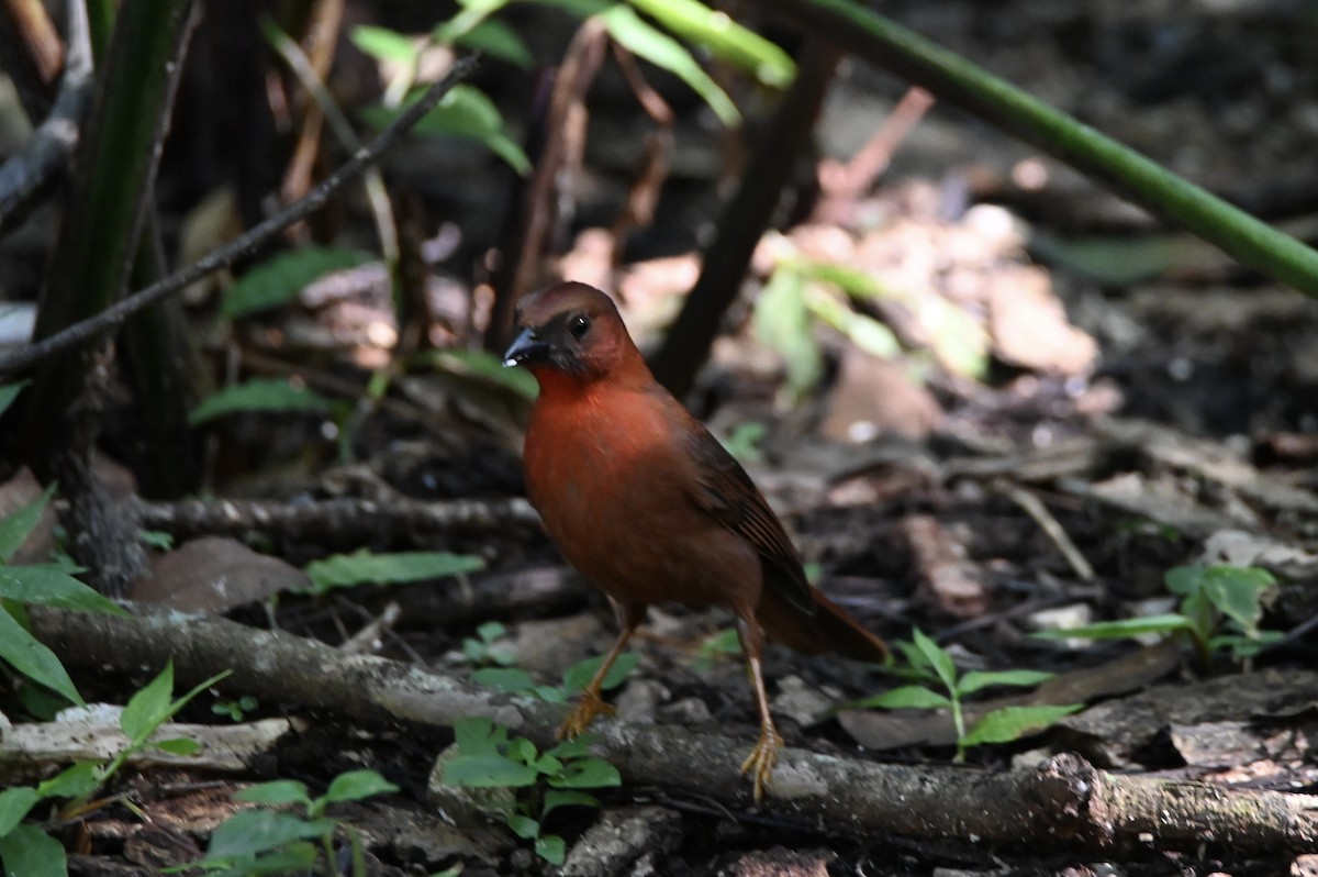 ノドアカアリフウキンチョウ - ML647751805