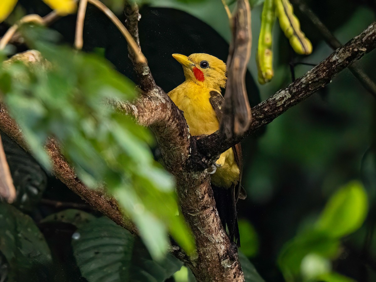 オボロテンニョゲラ - ML647751807