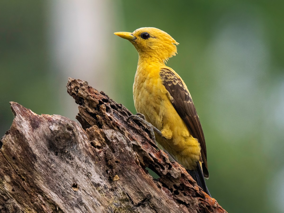 オボロテンニョゲラ - ML647751808