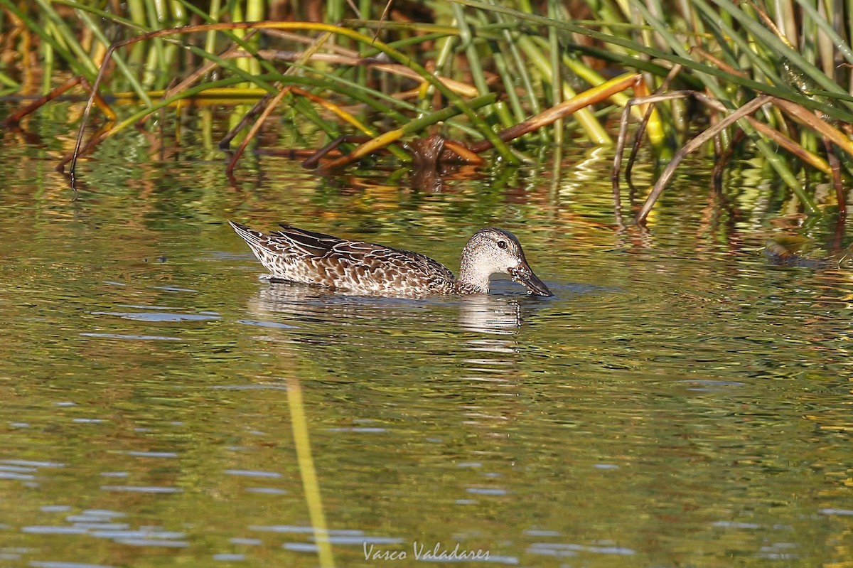 ミカヅキシマアジ - ML647751809