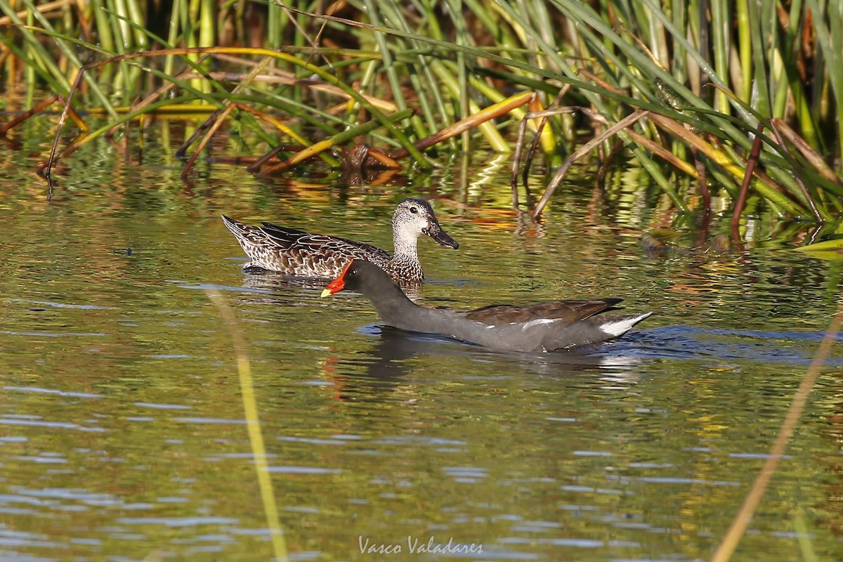 ミカヅキシマアジ - ML647751810