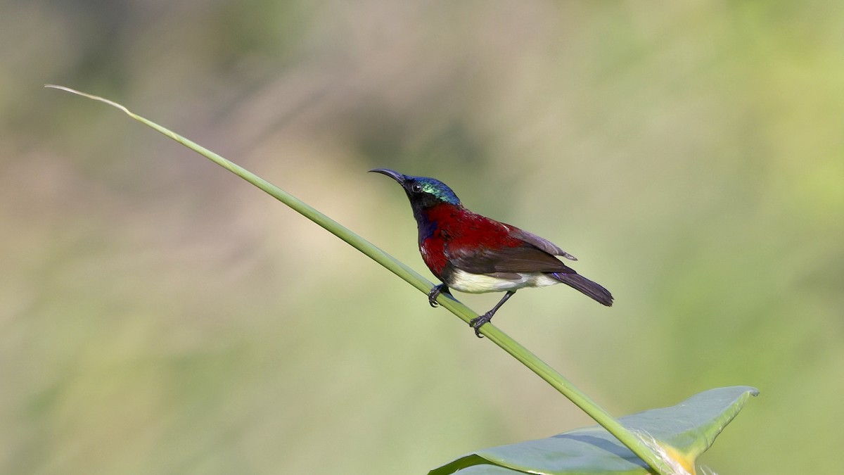 マメタイヨウチョウ - ML647751812