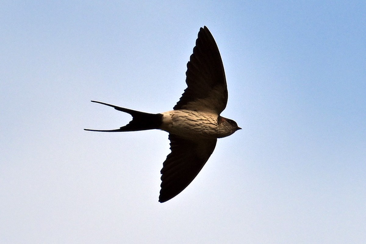 コシアカツバメ [striolata グループ] - ML647751813