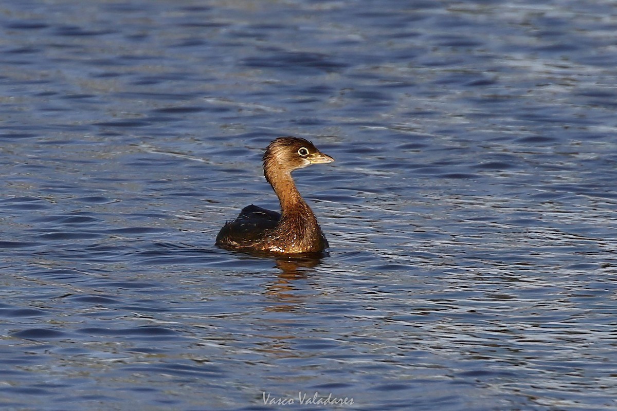 オビハシカイツブリ - ML647751815