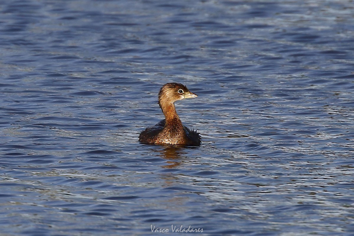 オビハシカイツブリ - ML647751816