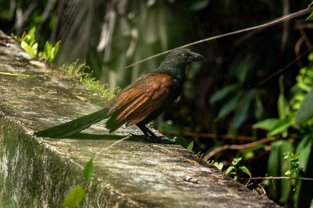 オオバンケン - ML647751817