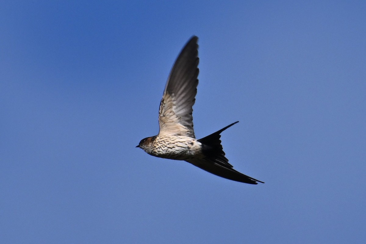 コシアカツバメ [striolata グループ] - ML647751818