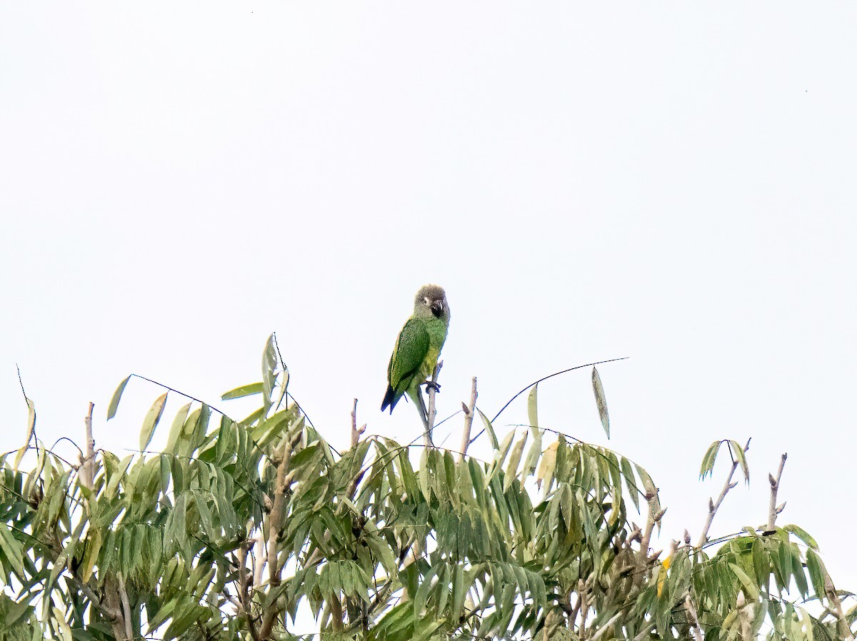 シモフリインコ - ML647751819