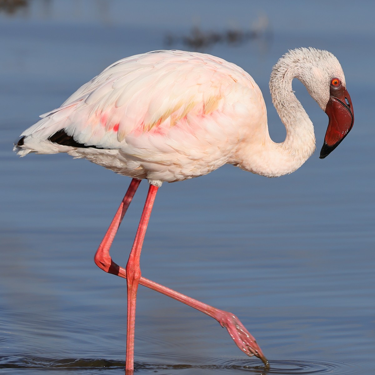 Zwergflamingo - ML647751851