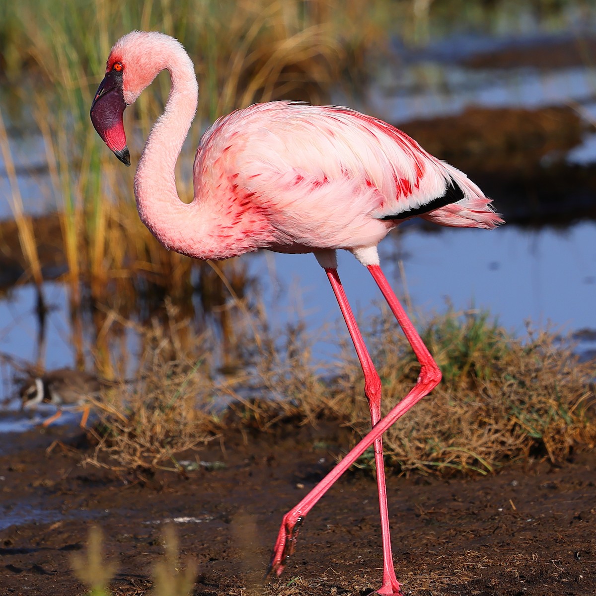 Zwergflamingo - ML647751855