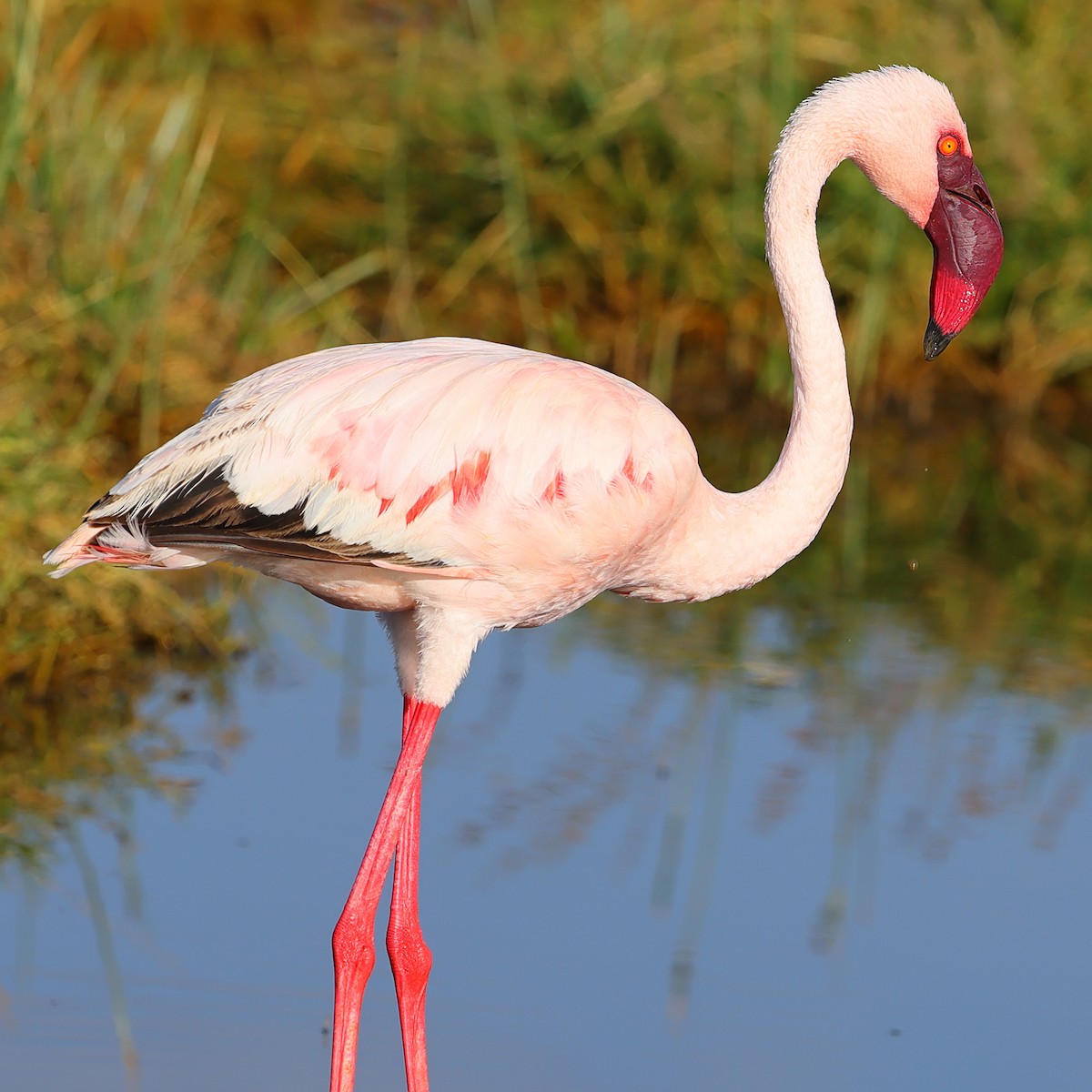 Zwergflamingo - ML647751856