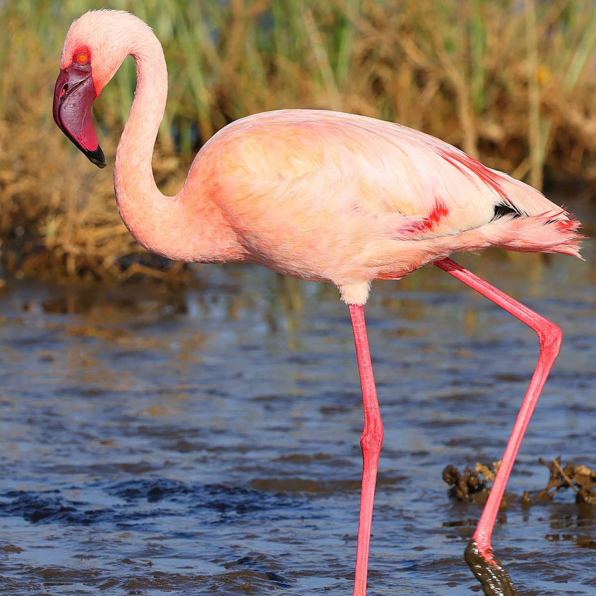 Zwergflamingo - ML647751857