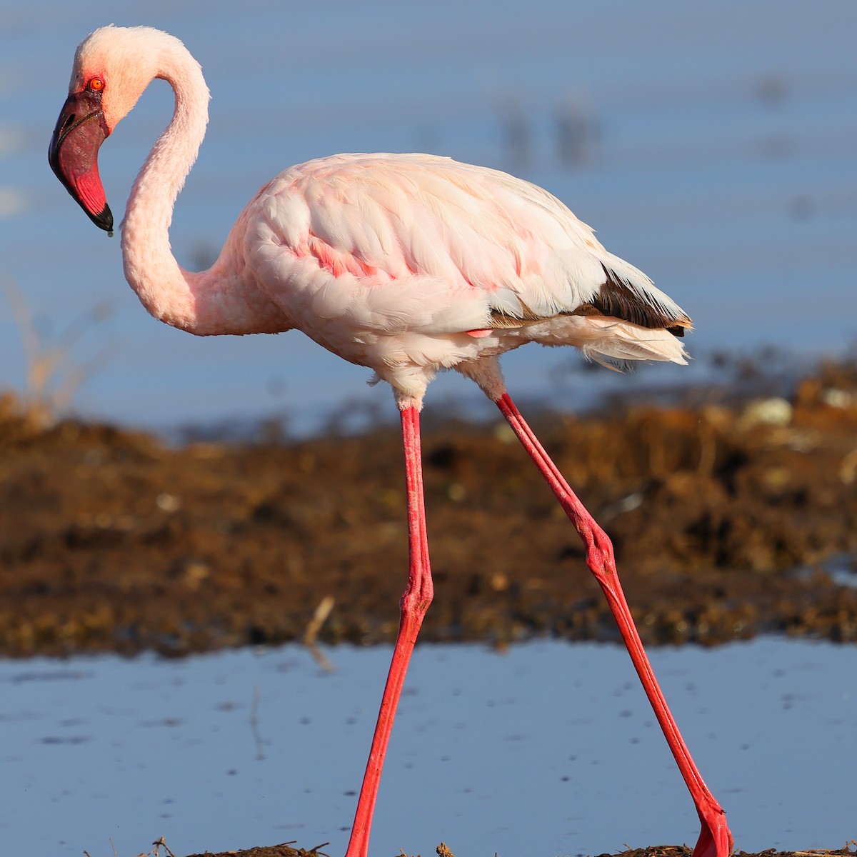 Zwergflamingo - ML647751858