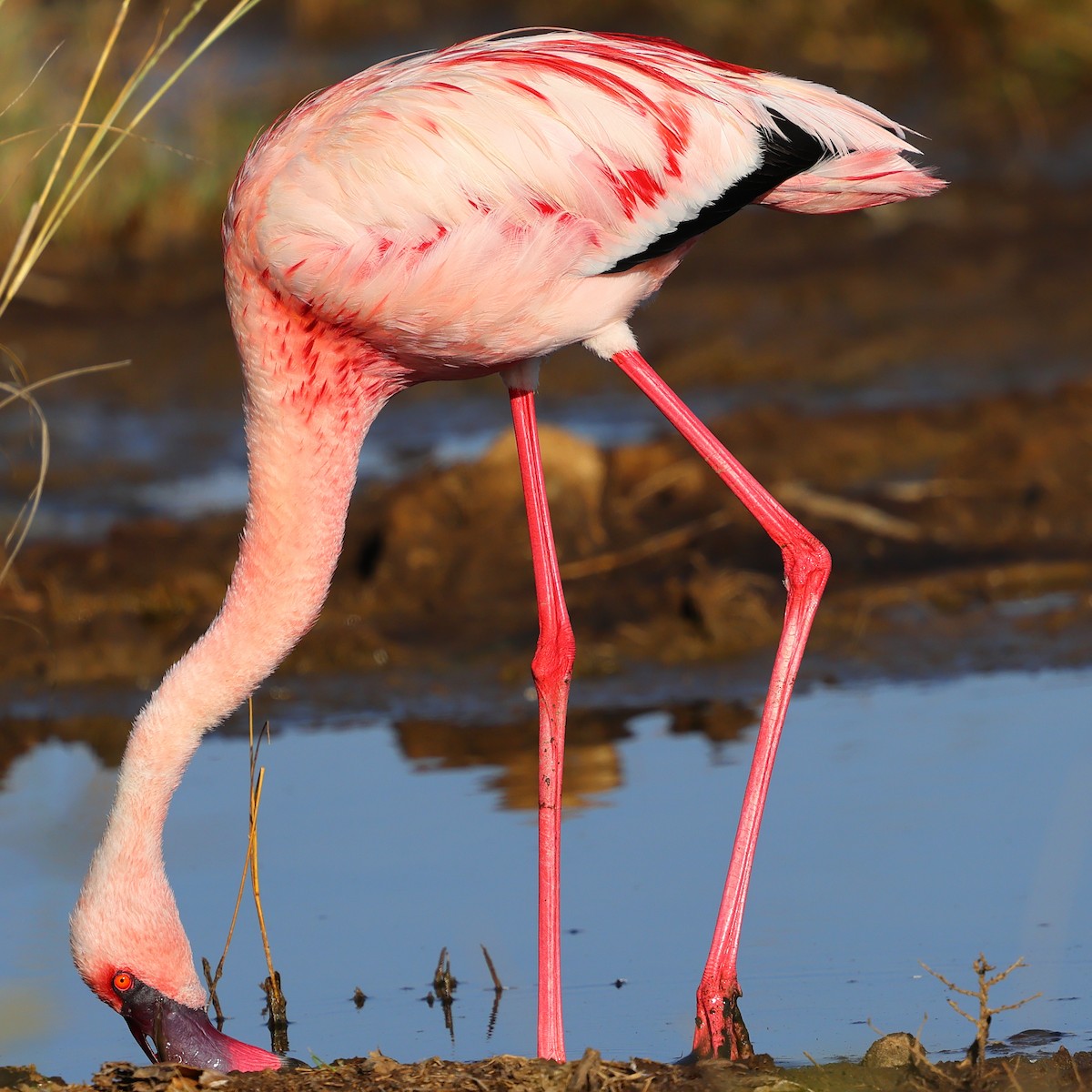 Zwergflamingo - ML647751859