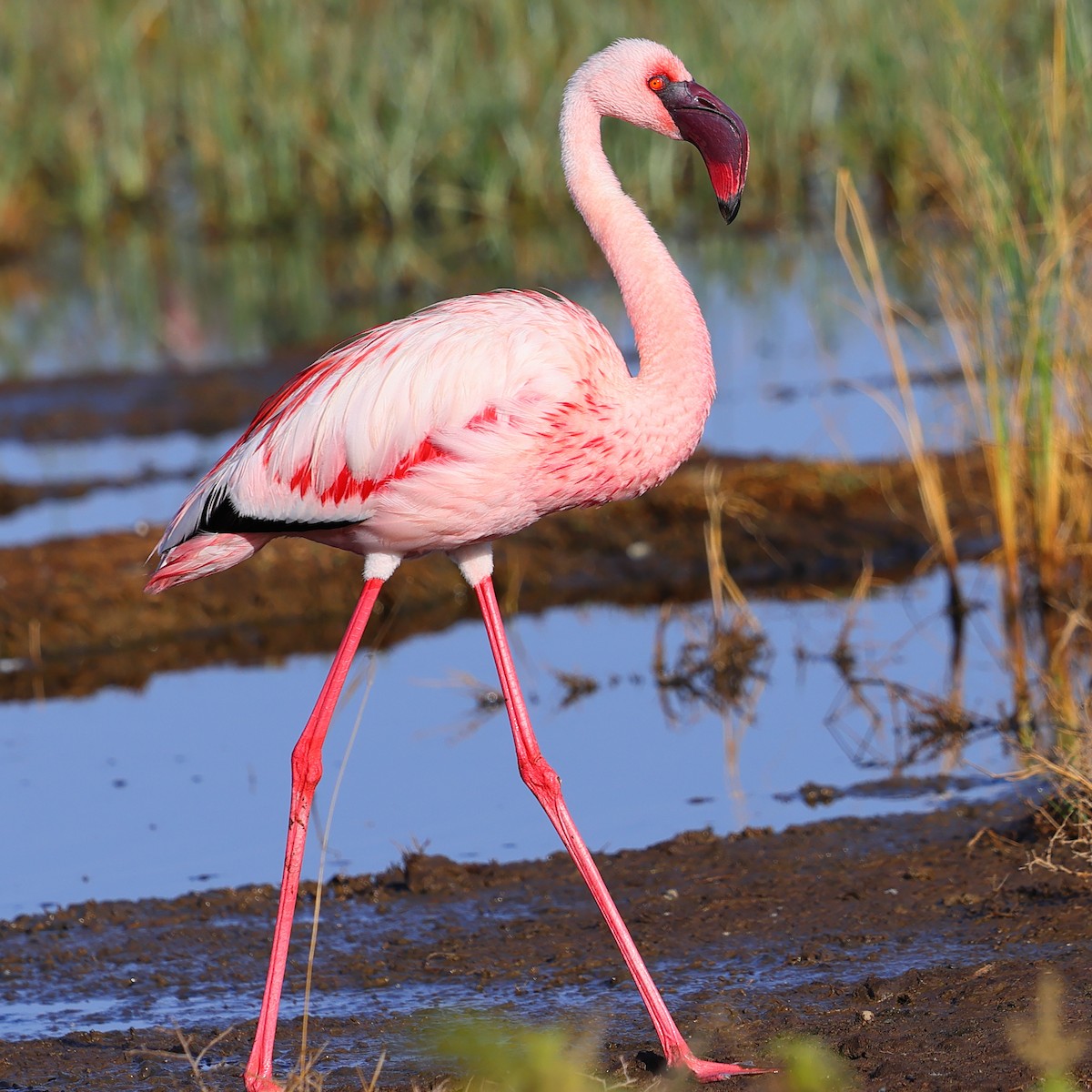 Zwergflamingo - ML647751865