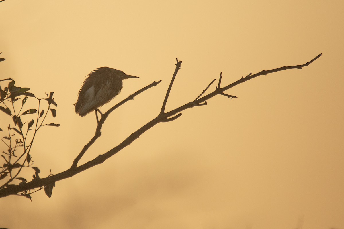 Indian Pond-Heron - ML647751896