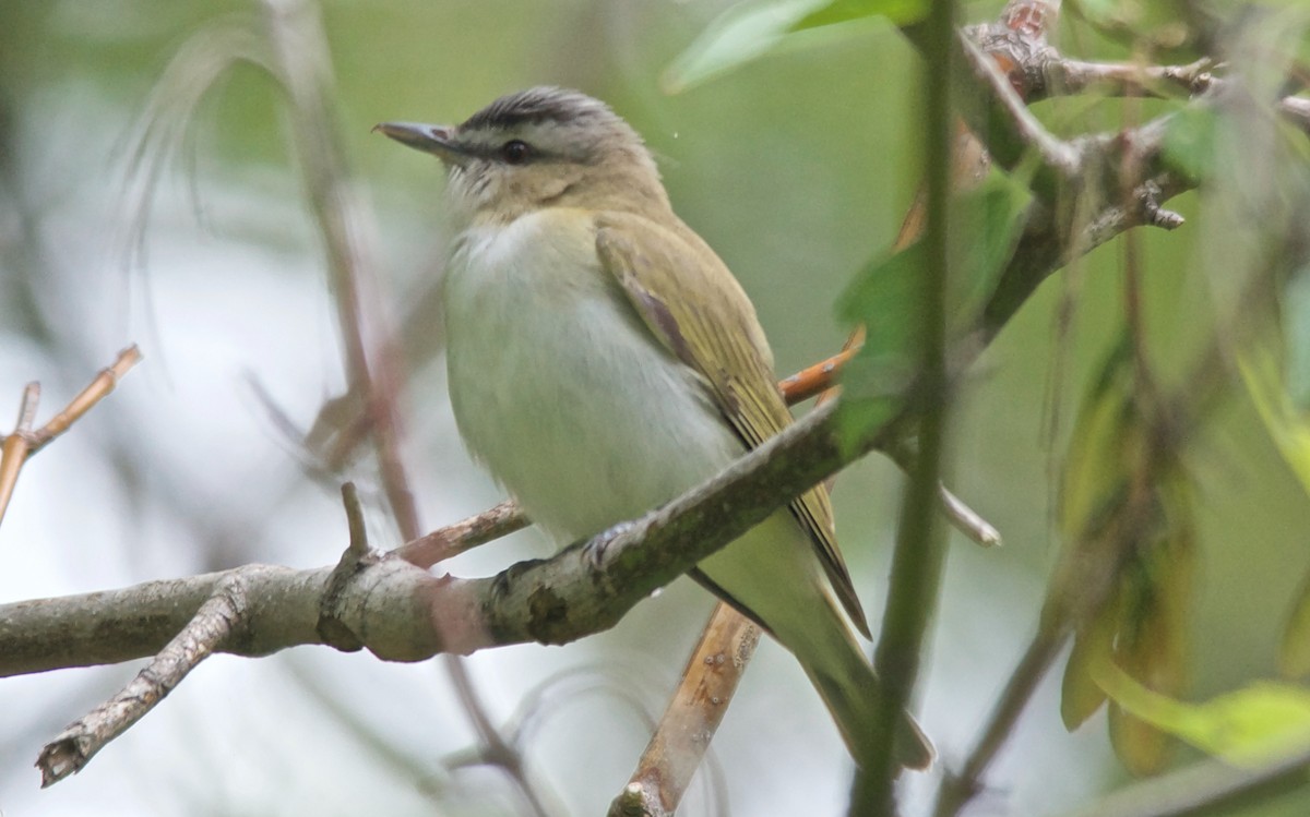 Красноглазый виреон - ML647751897