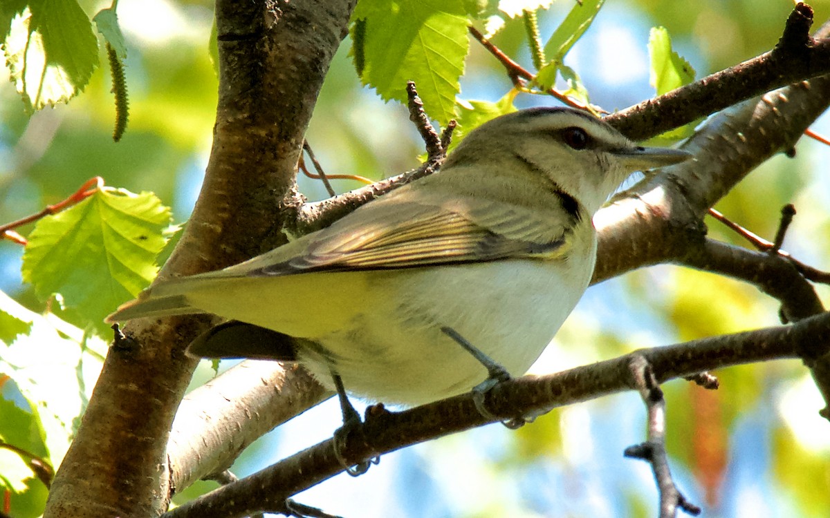 Красноглазый виреон - ML647751902