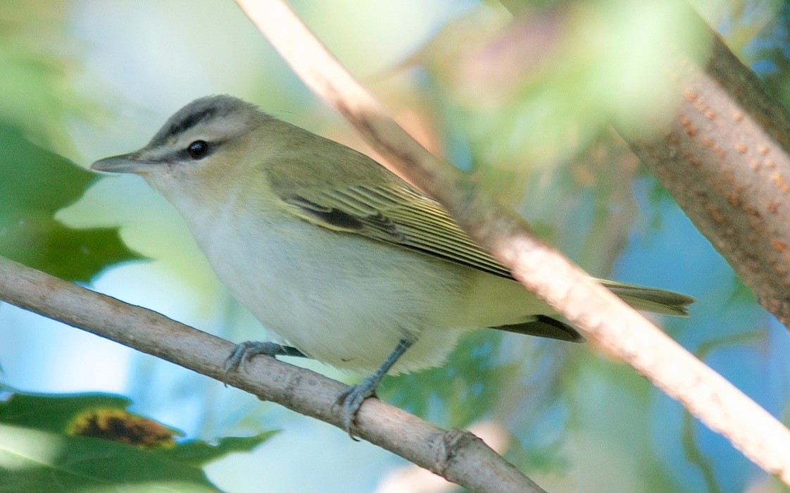 Красноглазый виреон - ML647751908