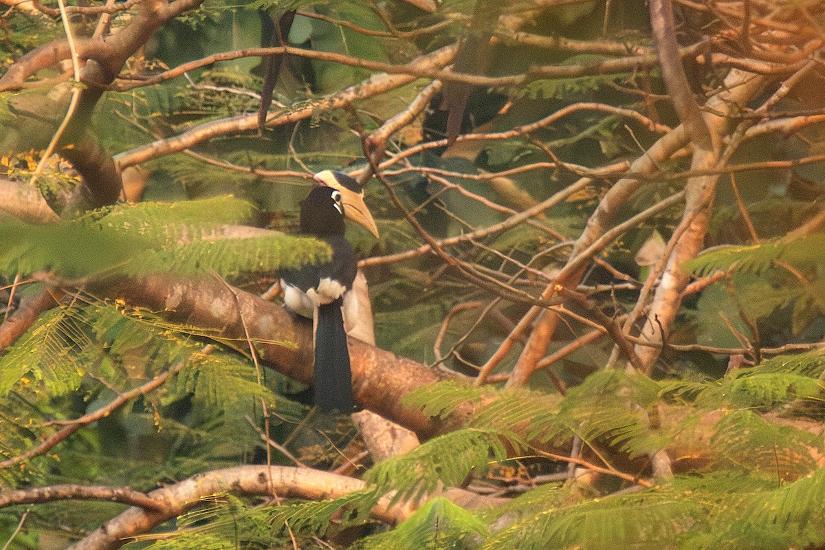 Malabar Pied-Hornbill - ML647751909