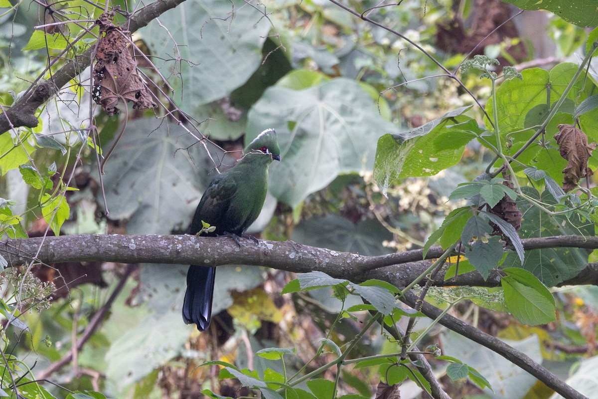 Touraco à bec noir (emini) - ML647751925