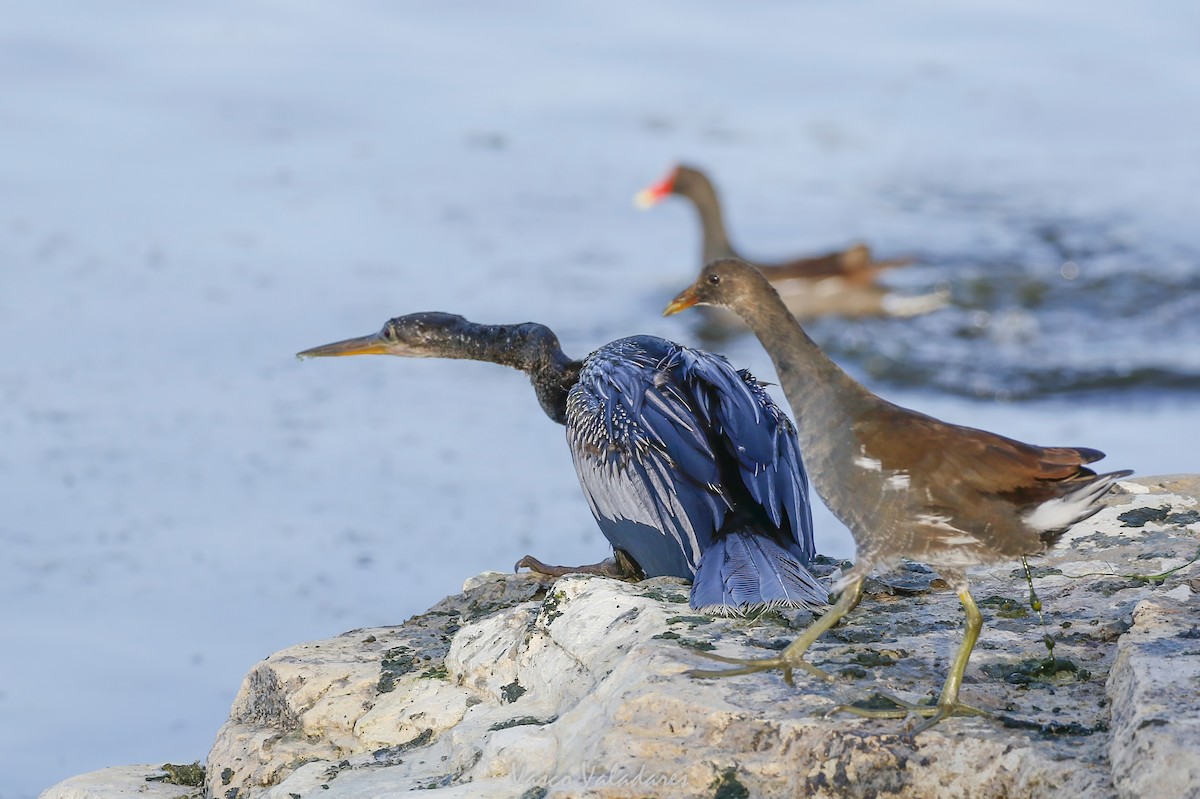 Курочка латиноамериканська - ML647751938