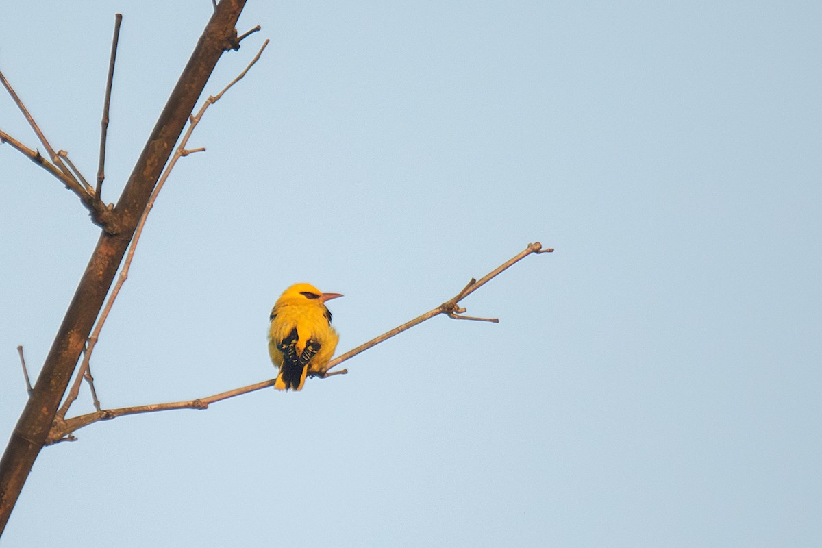 Loriot indien - ML647751952